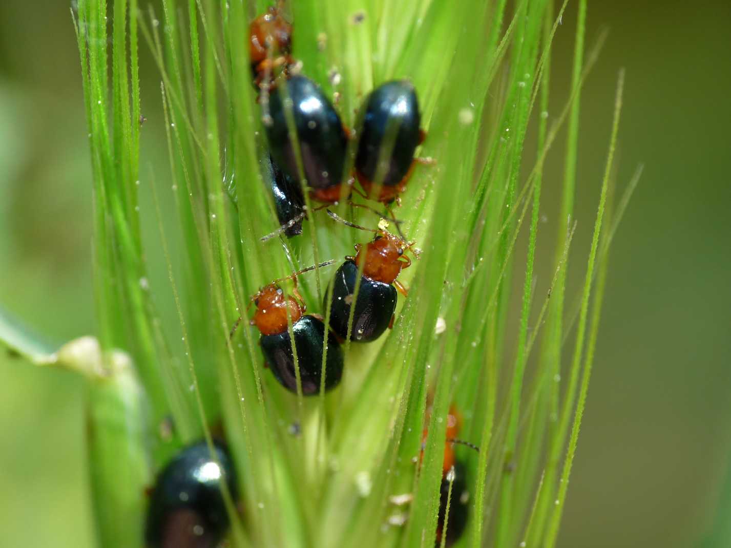 Podagrica malvae(?) (Chrysomelidae)